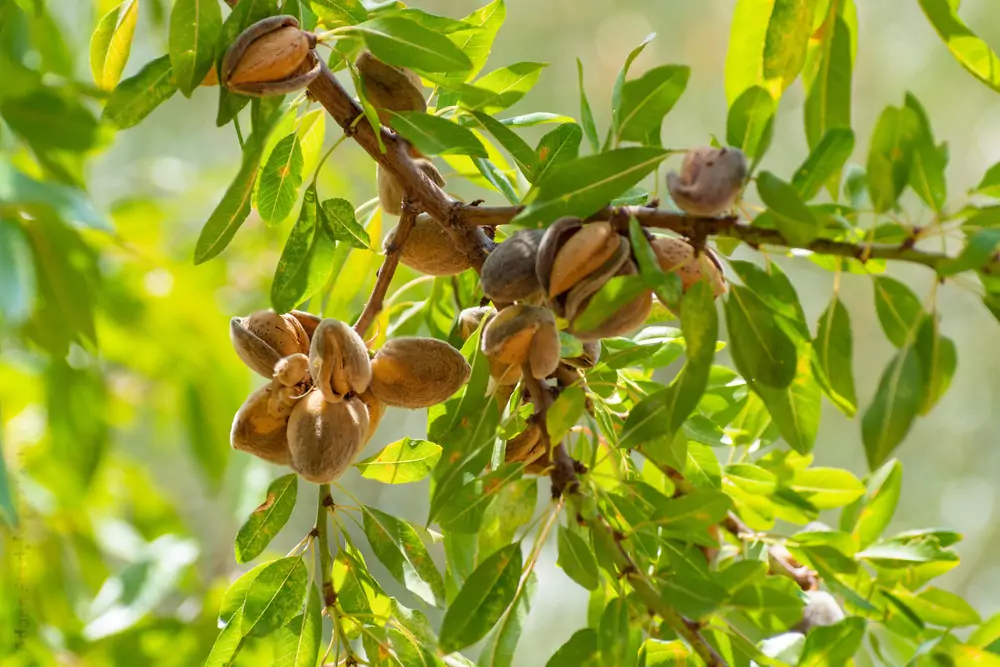 The Indian almond tree