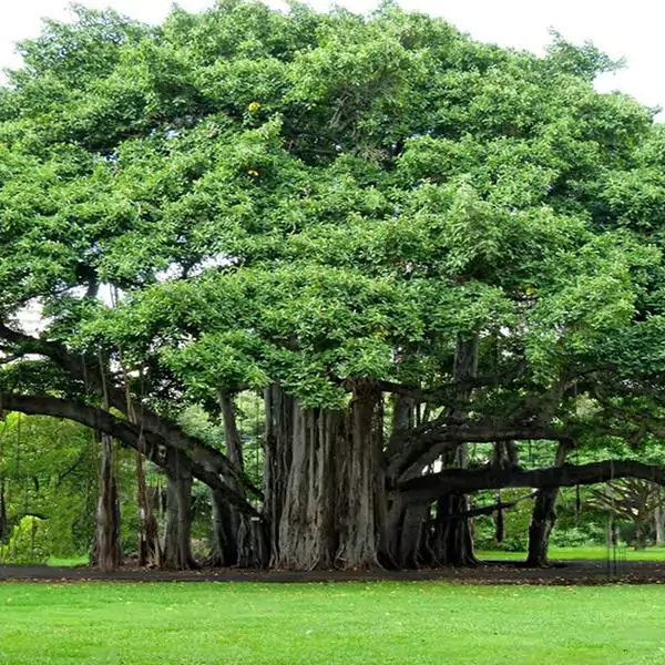 Banyan Tree