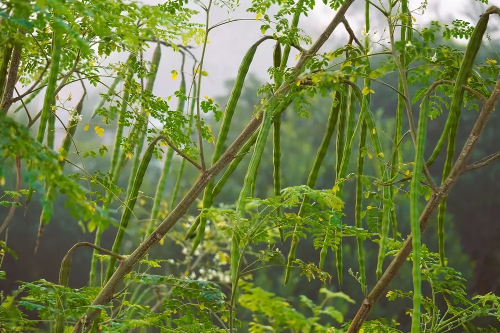 drumstick-tree