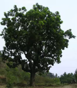 The Mahua tree