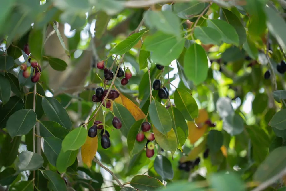 Black Plum