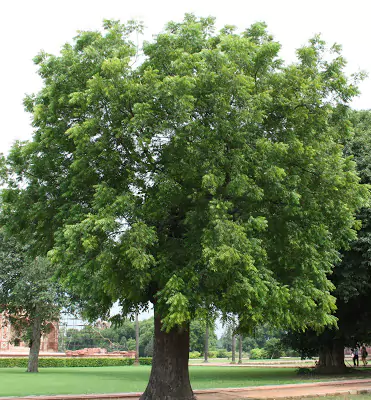 Neem Tree