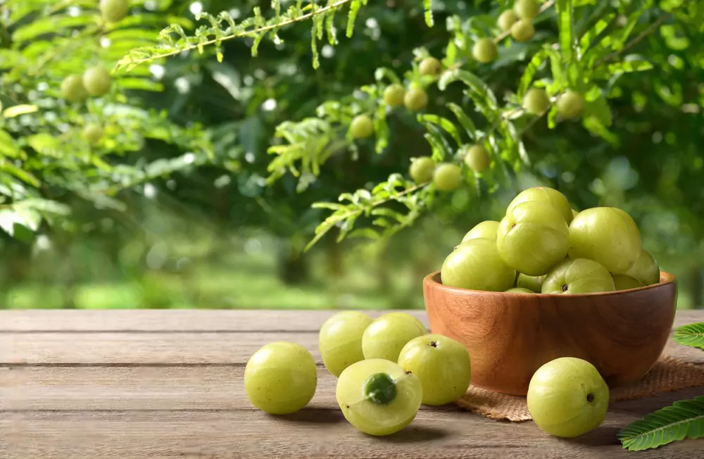 Goose Berry Tree